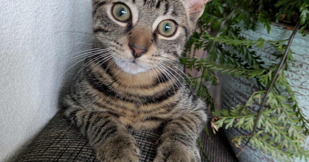 Heb jij Pablo, Koosje of Otje gezien? Deze vijf huisdieren worden in Haarlem vermist