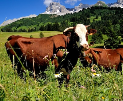 Belg slaat alarm om mysterieuze ‘noodkreten’ in Franse bergen, maar dan blijkt luide boer de oorzaak
