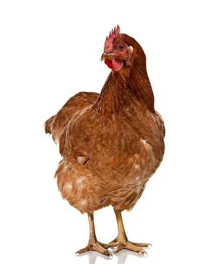 Tijdens de slaap bewaren ze hun balans door lichtjes heen en weer te wiebelen, zouden kippen ook dro