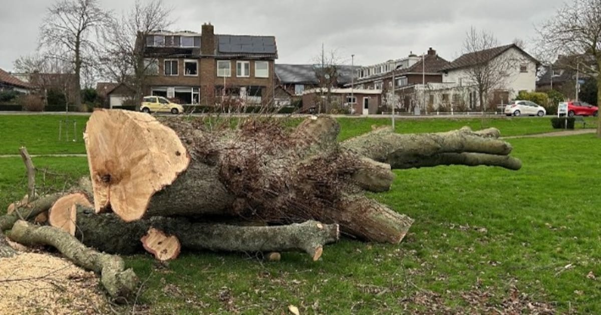 Zieke esdoorn verwijderd in Waddinxveen: hout krijgt nieuwe bestemming