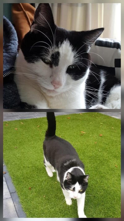 Heb jij Ozzy of Guus gezien? Deze twee huisdieren worden in Veenendaal vermist