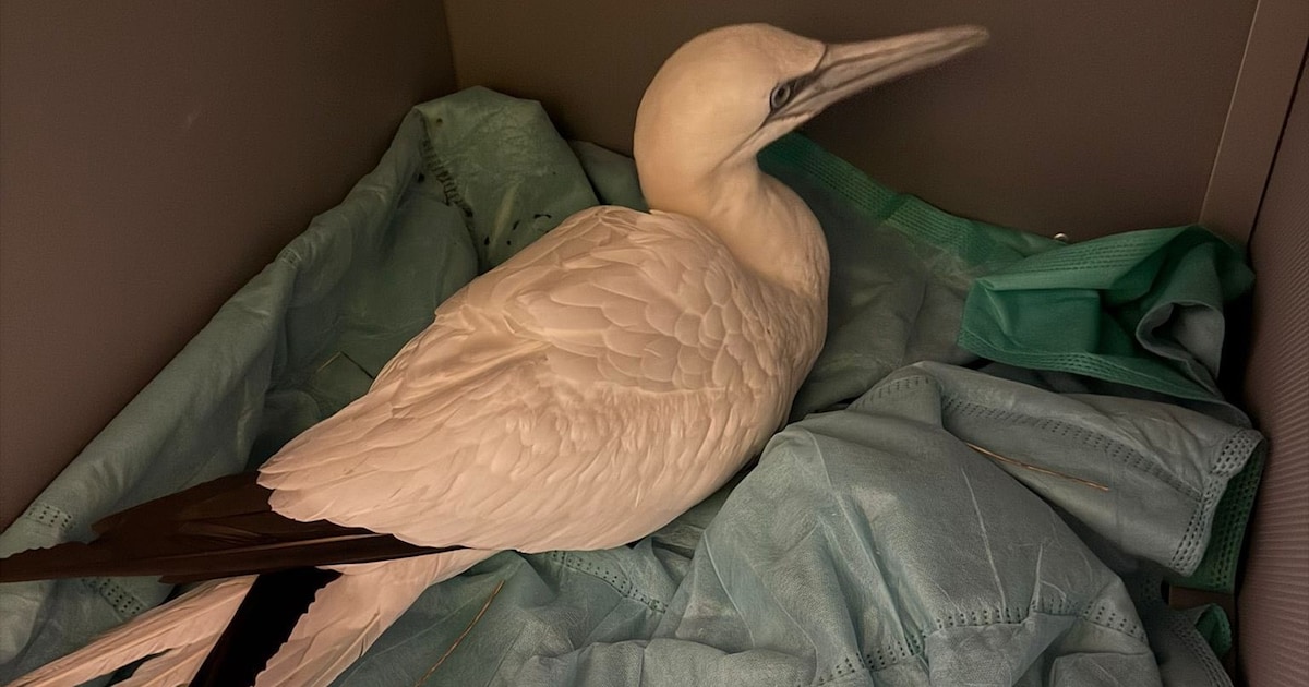 Jan-van-Gent gered uit tuin in Oostvoorne: vogel kon niet meer vliegen