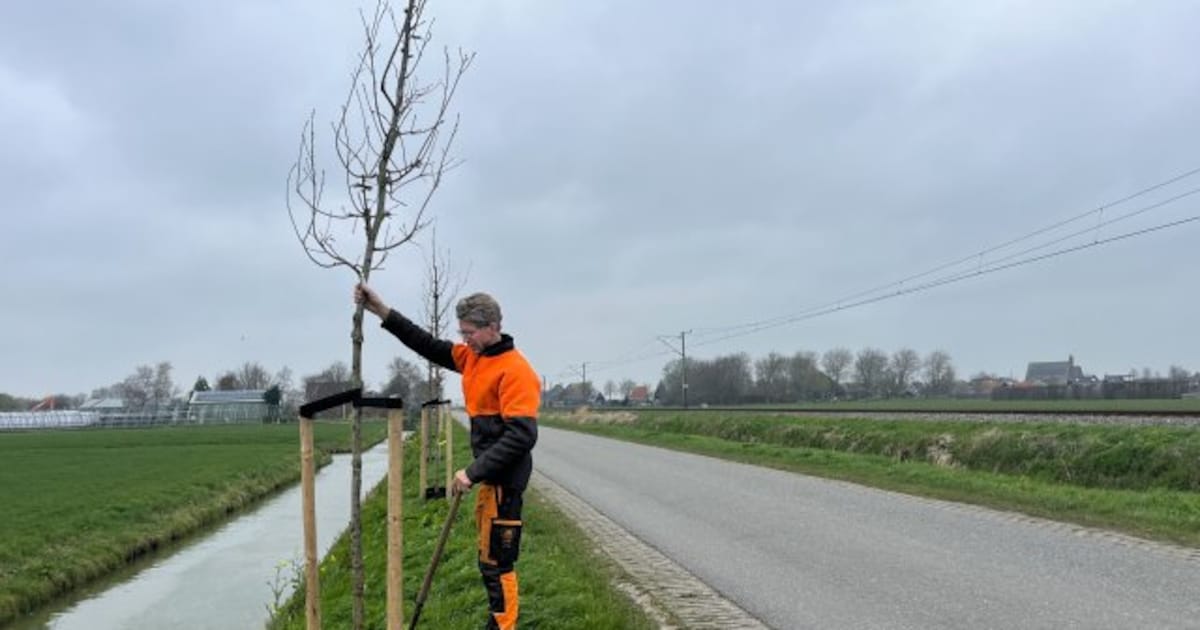 Gemeente Koggenland plant ruim 300 nieuwe bomen