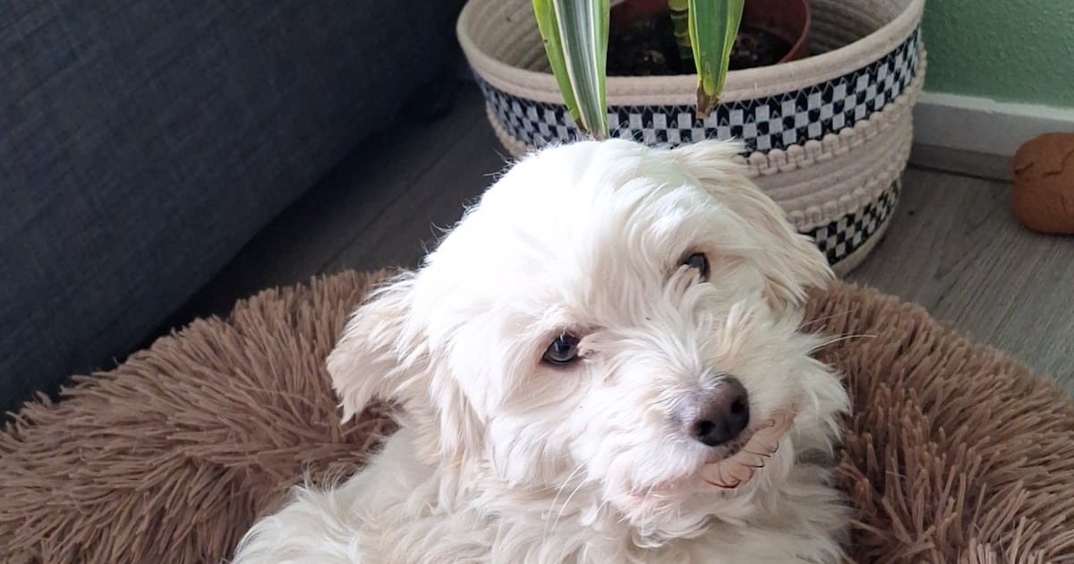 Heb jij Juulke of Meisje gezien? Deze twee huisdieren worden in Heerlen vermist