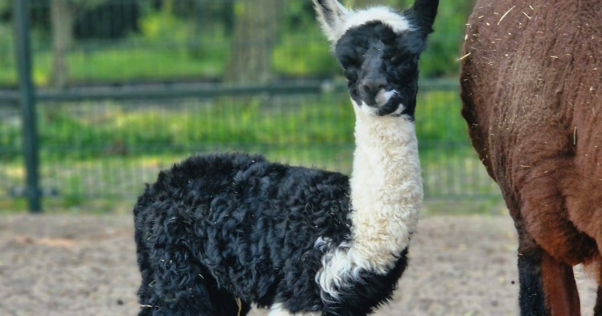 Babynieuws! Moeder Flame bevalt (in een stal met airco) van een schattig alpacazoontje Nacho: ‘Echt 