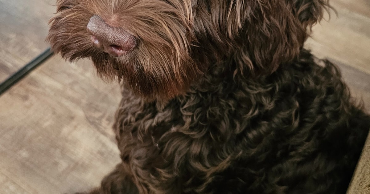 Heb jij Nova gezien? Dit huisdier wordt in Noordenveld vermist