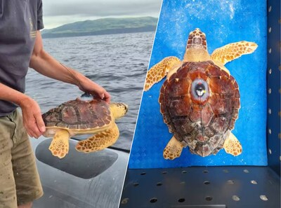 Na een herstel in Blijdorp zwemt dikkopschildpad Crack nu weer door de oceaan