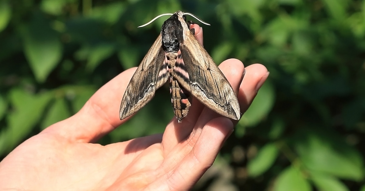 Gerard Bergsma uit Appelscha vertelt over nachtvlinders bij Groen Café