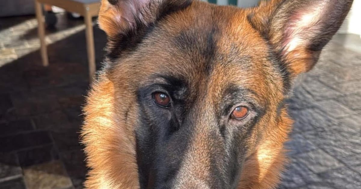 Heb jij Fedde of King gezien? Deze twee huisdieren worden in Aa en Hunze vermist