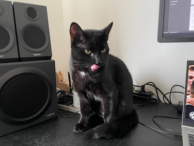 Heb jij Tutti, Bowie of Tijgertje gezien? Deze drie huisdieren worden in Oss vermist