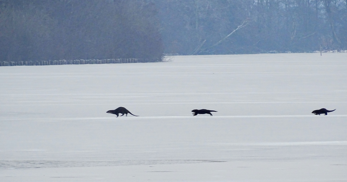 Uniek beeld: fotograaf Hans weet drie otters in volle sprint op bevroren plas vast te leggen