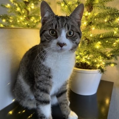 Heb jij Boaz gezien? Dit huisdier wordt in Veenendaal vermist