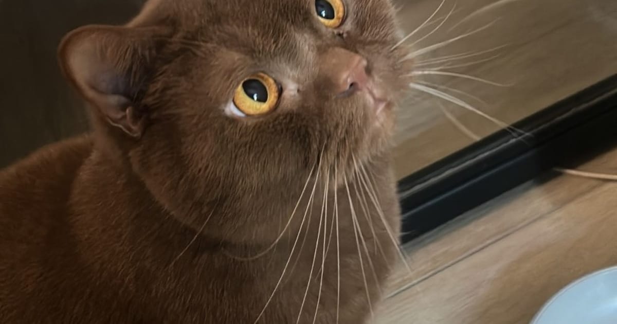 Heb jij Nita, Tijger of Nina gezien? Deze vier huisdieren worden in Helmond vermist