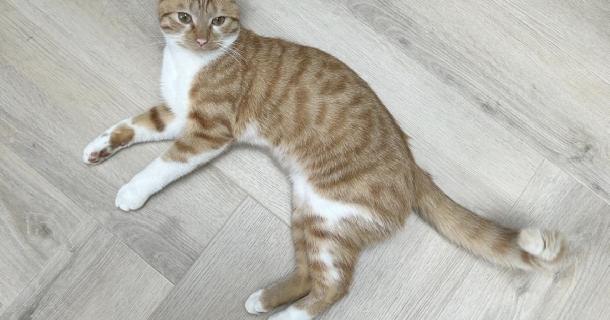 Heb jij Mexx gezien? Dit huisdier wordt in Ooststellingwerf vermist