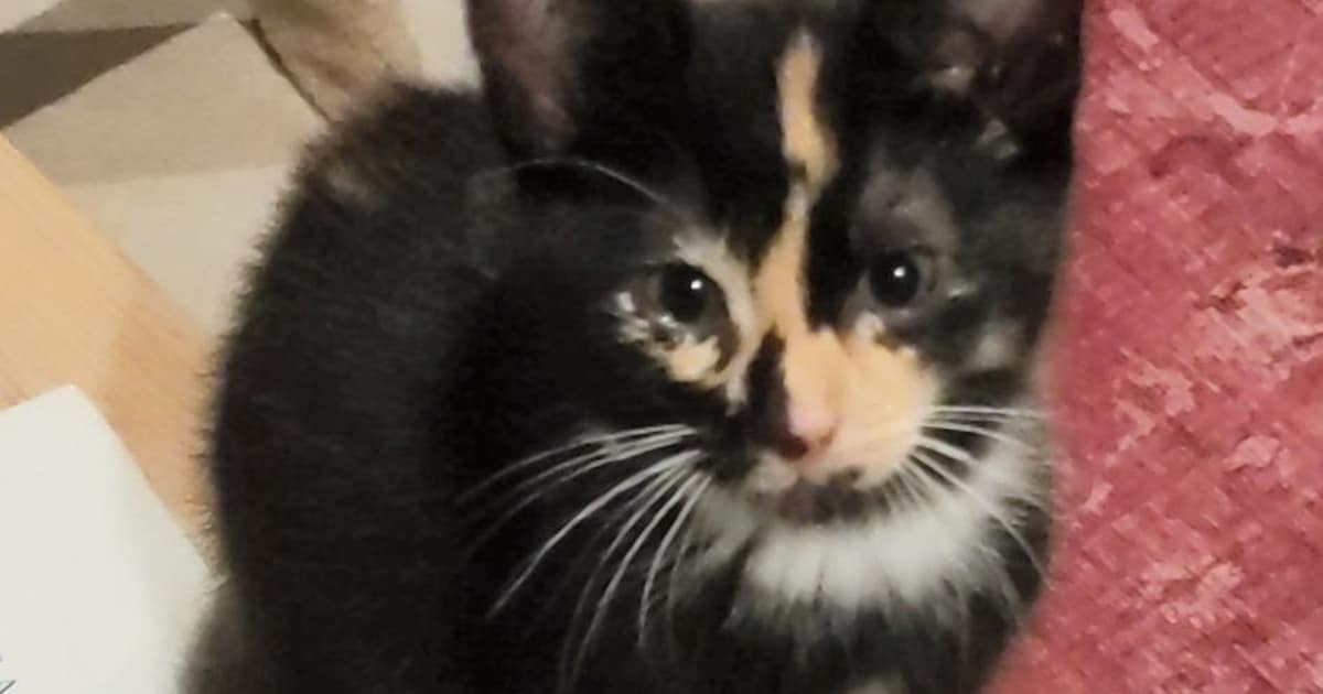 Heb jij Lotje gezien? Dit huisdier wordt in West Maas en Waal vermist