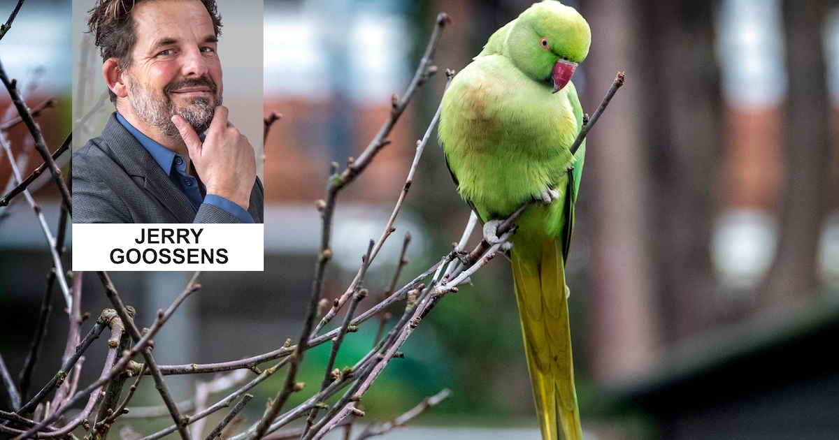 Jerry vindt dat we een exoot als de halsbandparkiet moeten koesteren ...