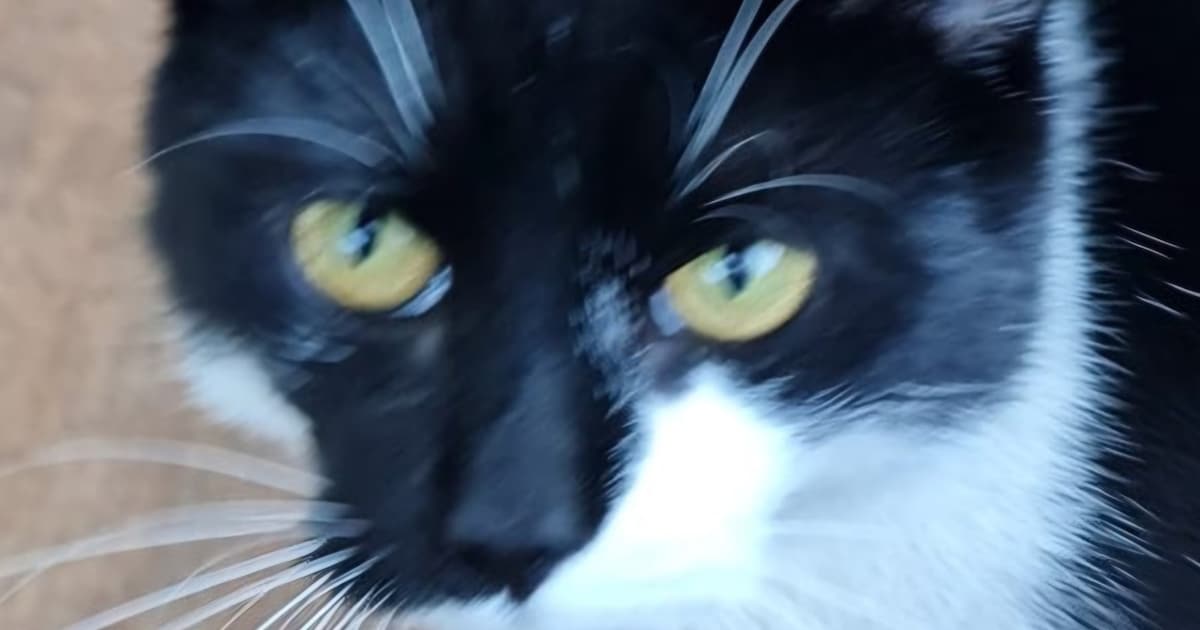Heb jij Max, Mila of Rocket gezien? Deze vijf huisdieren worden in Heiloo vermist
