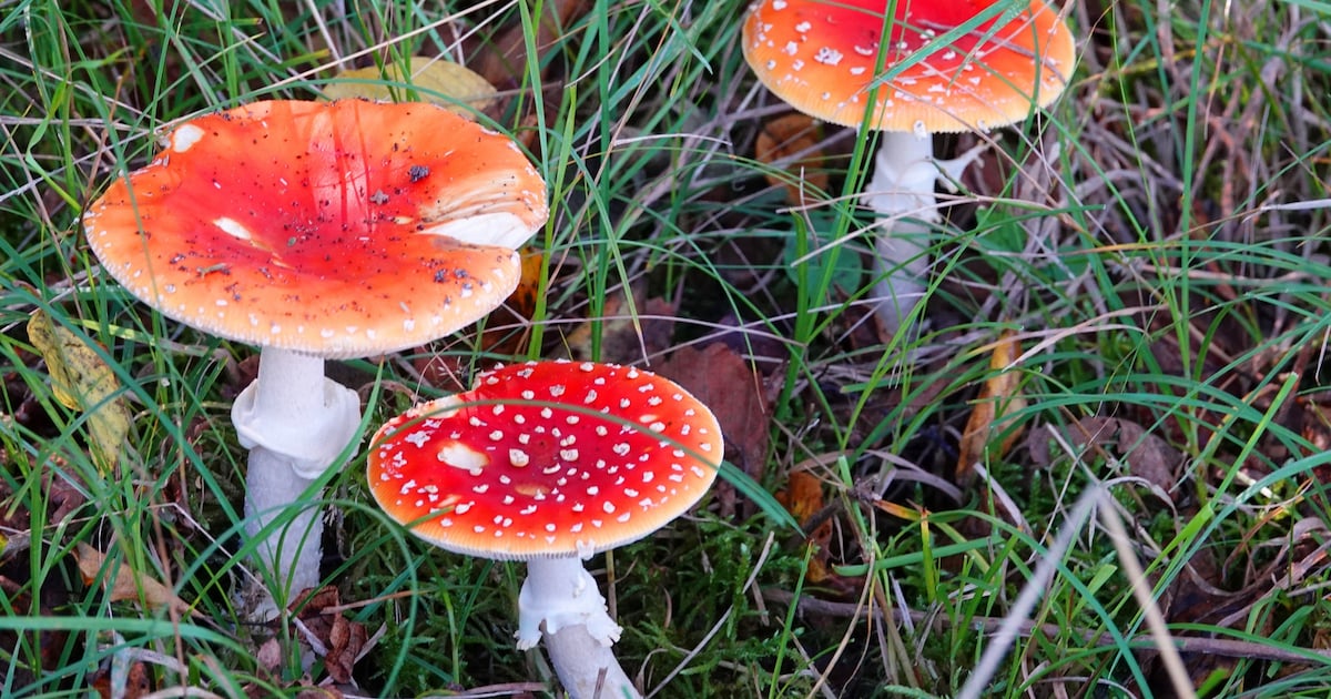 Voormalig schietterrein in Overveen wordt omgetoverd tot natuurgebied