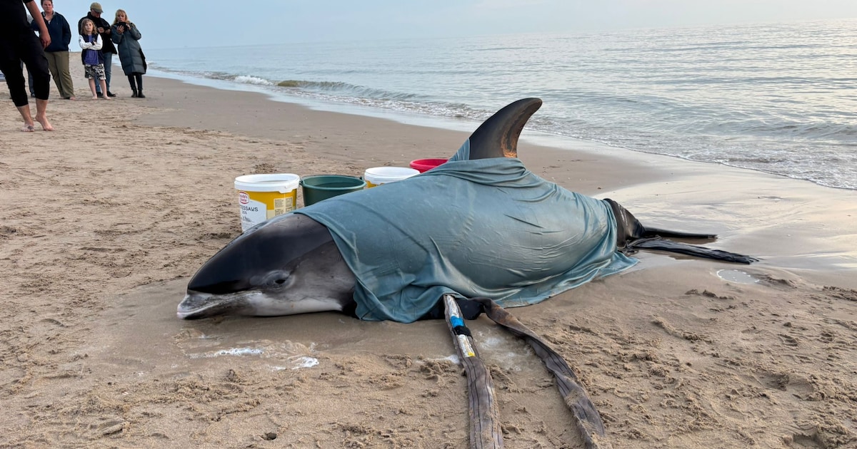 Levende witsnuitdolfijn aangespoeld bij Egmond aan Zee
