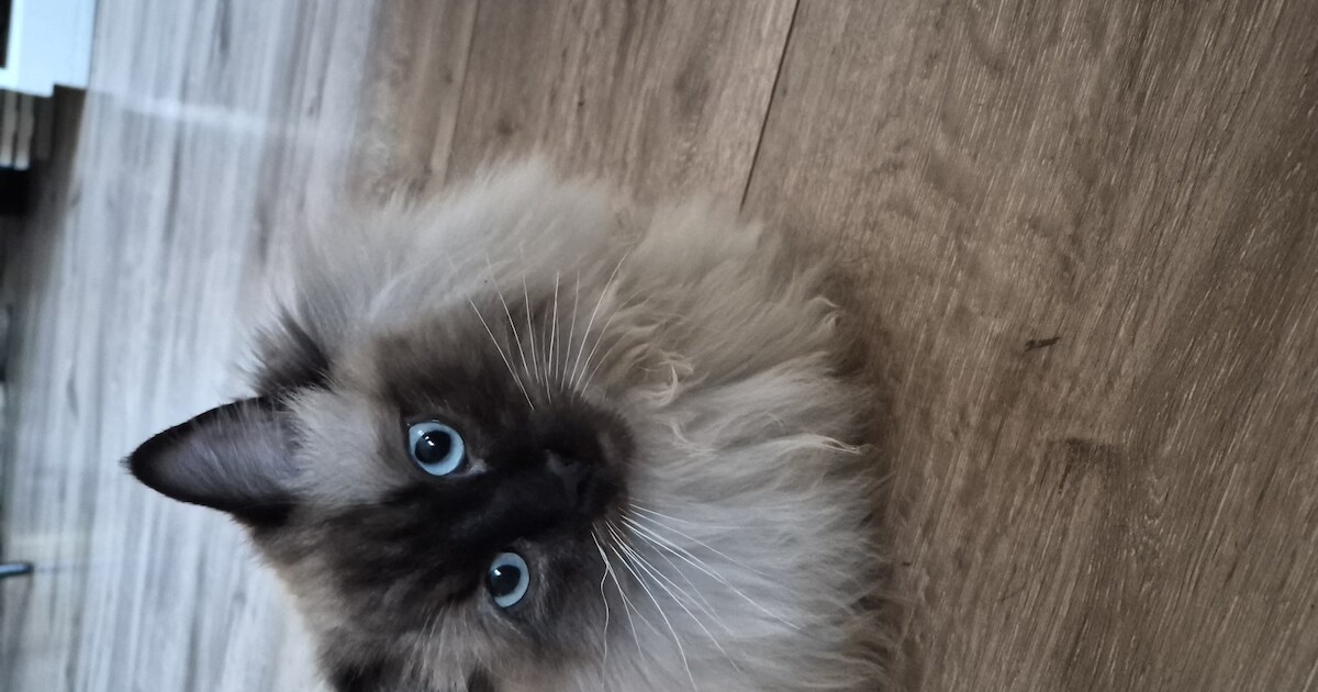 Heb jij Tommie gezien? Dit huisdier wordt in Leusden vermist