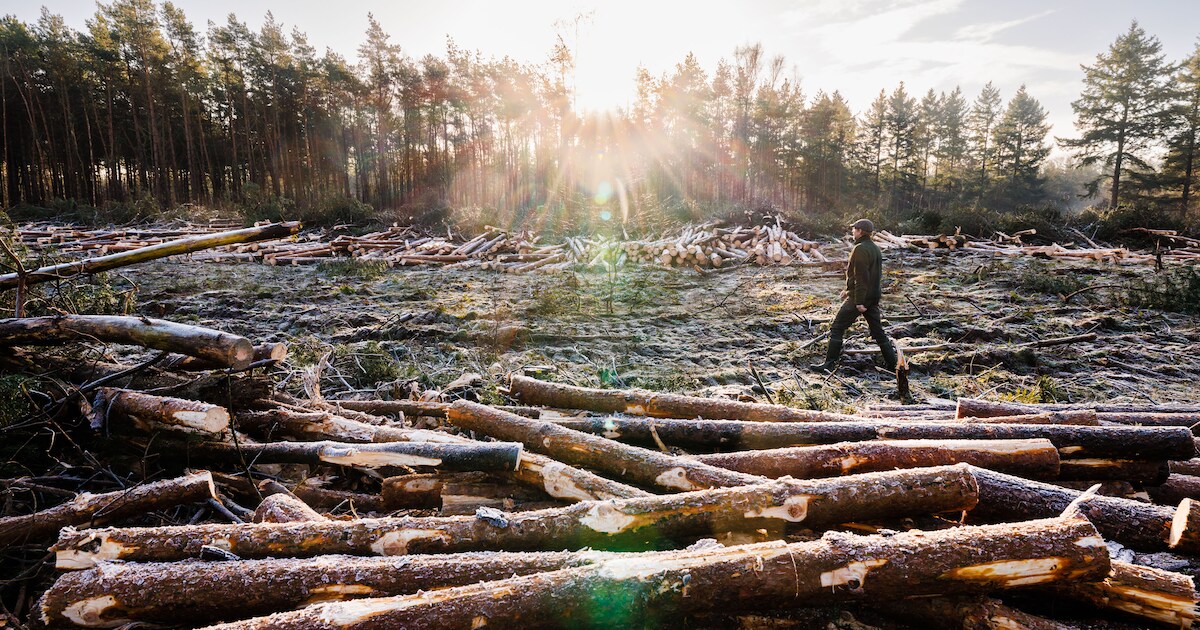 Boskap bij Esbeek is ingrijpend om zeldzame stuifzandheide terug te brengen