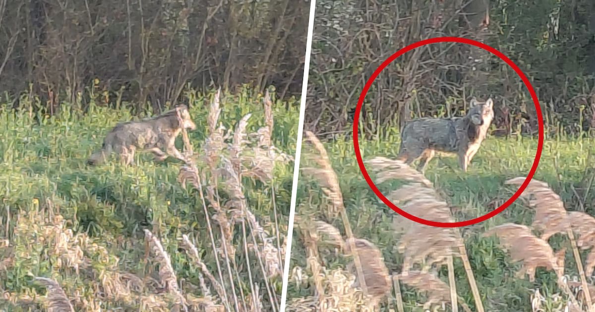 Wolf gespot bij Heteren: dieren naar binnen gehaald