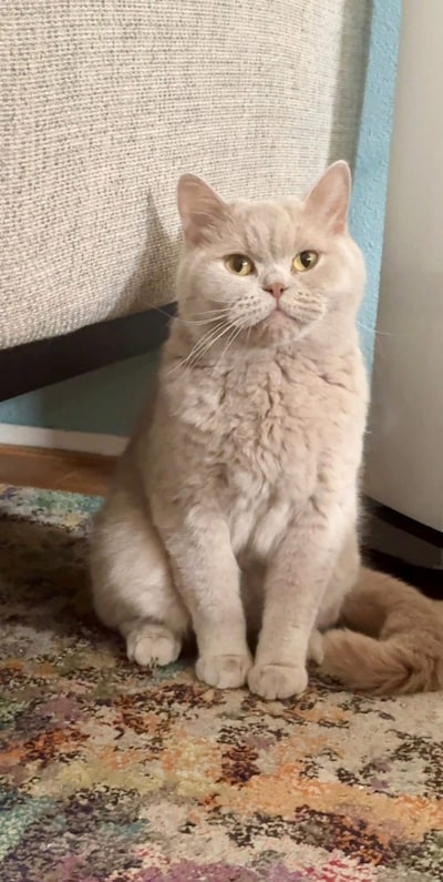 Heb jij Maggie, Dochi of Simba gezien? Deze drie huisdieren worden in Veenendaal vermist