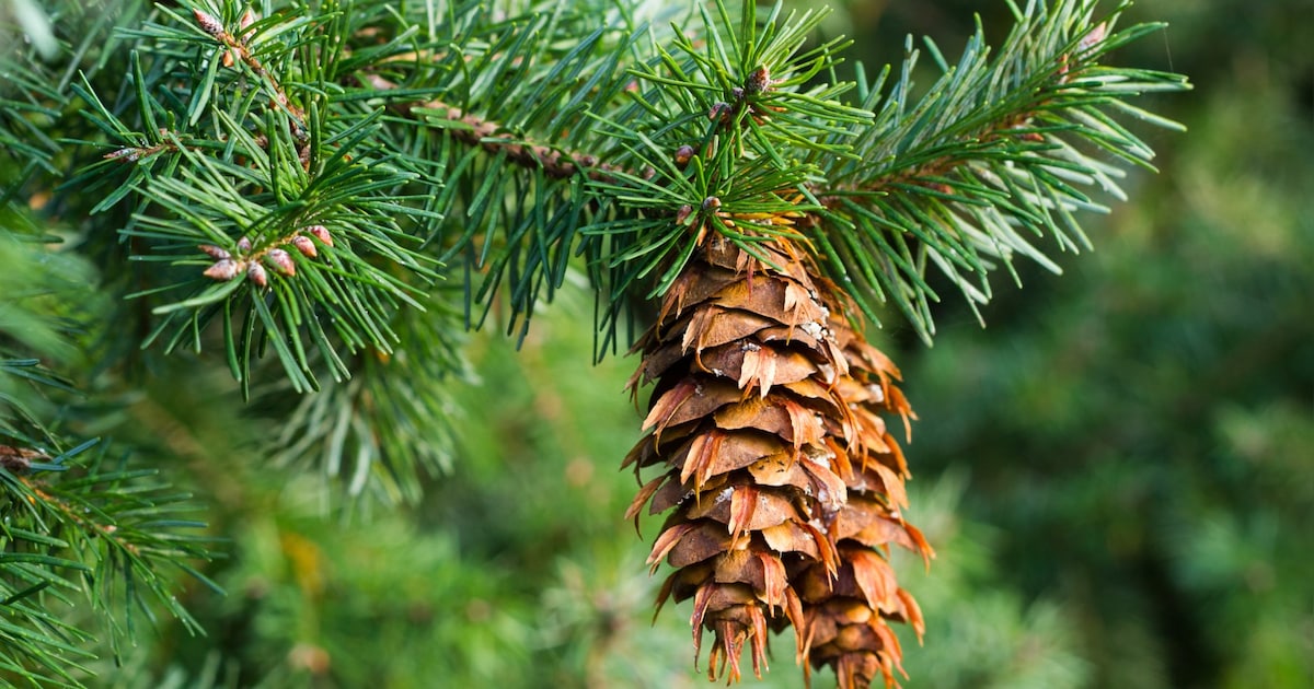 Dode douglassparren verwijderd langs Gentiaanlaan in Son en Breugel