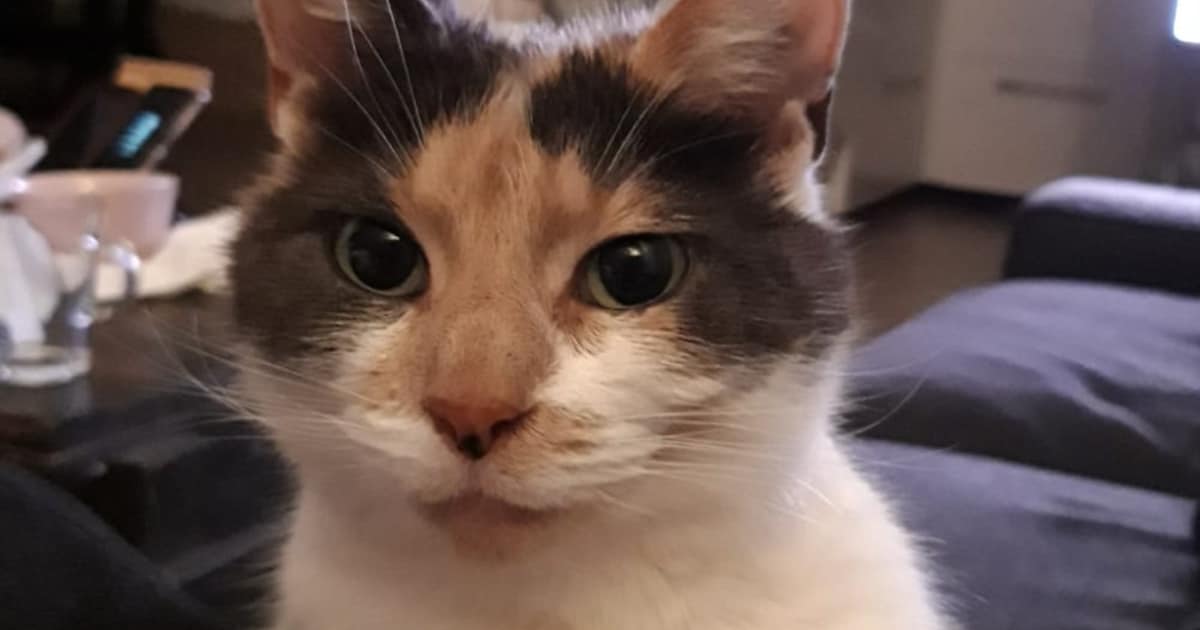 Heb jij Leia, Twinkel of Taira gezien? Deze drie huisdieren worden in Almere vermist