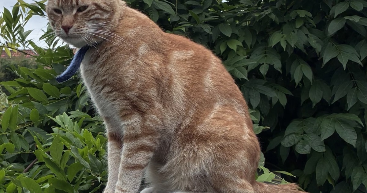 Heb jij Tijger gezien? Dit huisdier wordt in Delft vermist