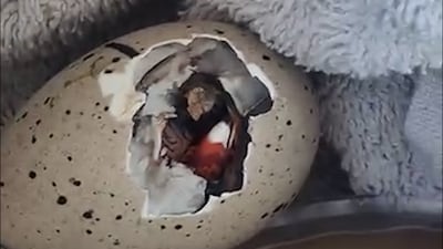 Image related to the article