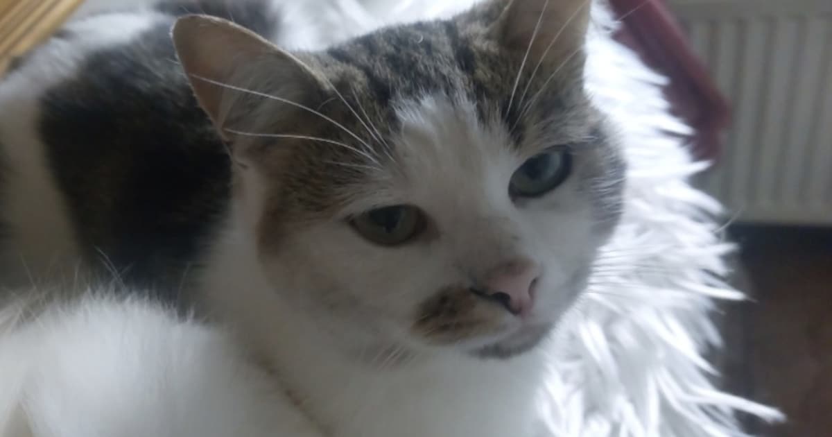 Heb jij CJ gezien? Dit huisdier wordt in Pekela vermist