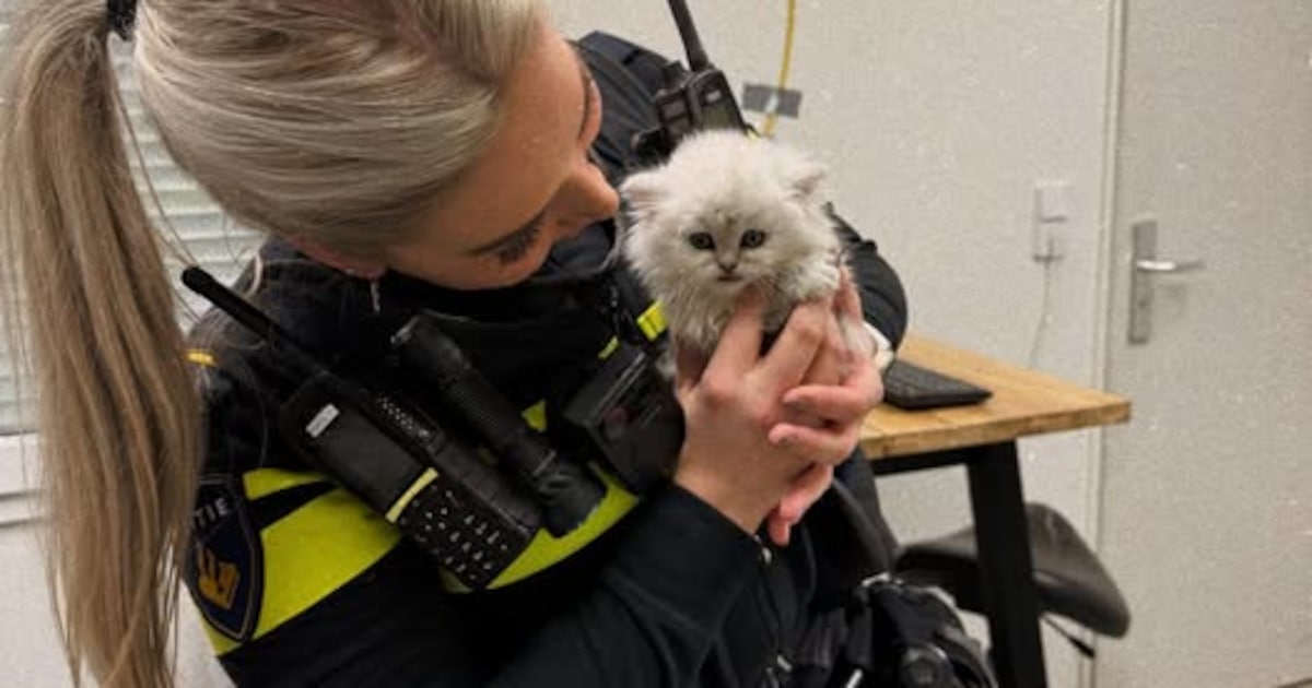 Piepjonge, ondervoede kitten aangetroffen door politie: ‘Alleen botjes, totaal geen vet meer op lijf