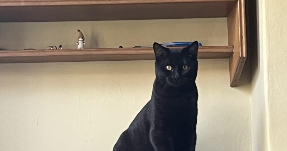 Heb jij Kiara, Nala of Joppie gezien? Deze vier huisdieren worden in Groningen vermist