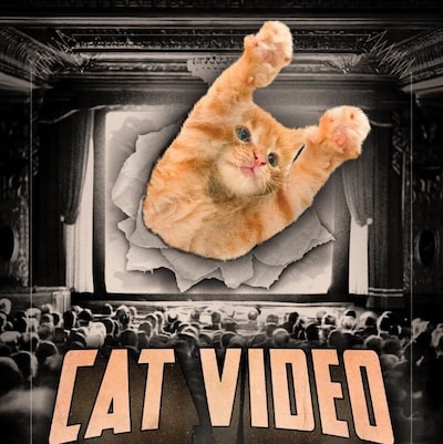 Purrrr-fect! CatVideoFest komt weer naar Den Bosch