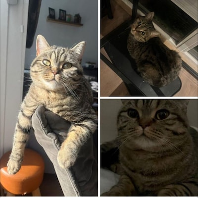 heb-jij-moka-gezien-dit-huisdier-wordt-in-hoeksche-waard-vermist