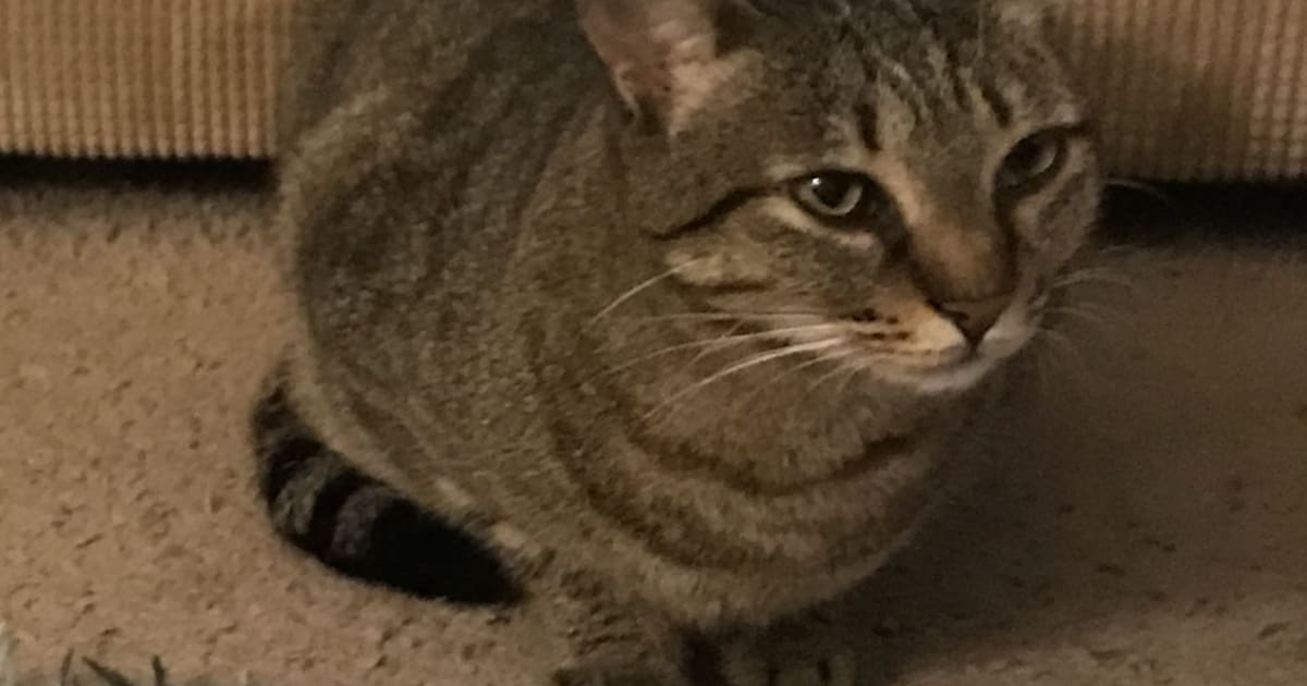 Heb jij Katniss gezien? Dit huisdier wordt in Amstelveen vermist
