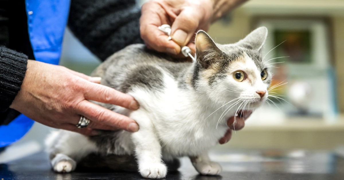Honderden katten geholpen tijdens actie van Dierenopvang Koningen