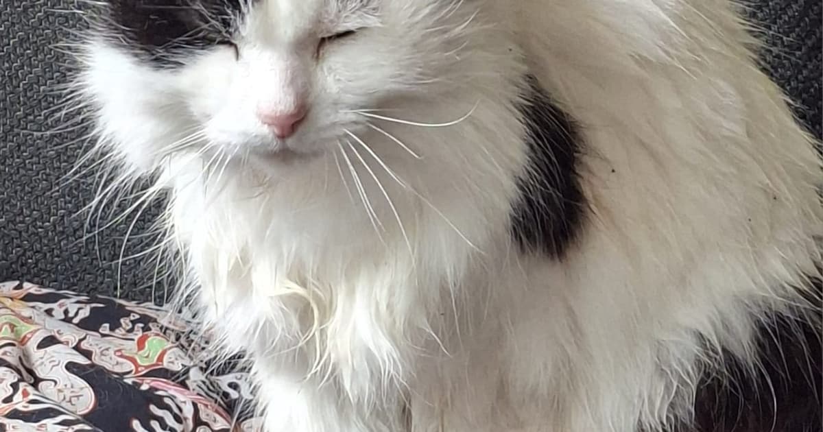 Heb jij Bob of Minneke gezien? Deze twee huisdieren worden in Bunnik vermist