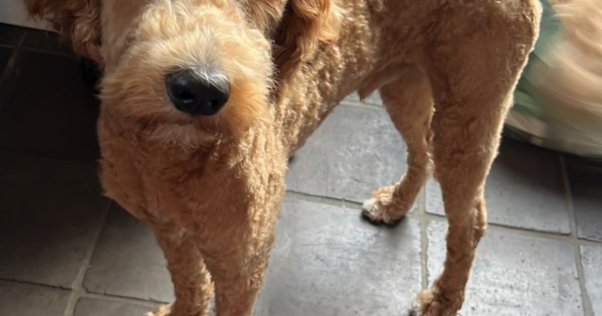 Heb jij Ollie gezien? Dit huisdier wordt in Bernheze vermist