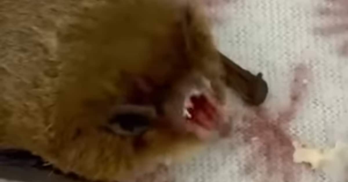 Dierenambulance Gouda redt verzwakte vleermuis: ‘Na fysiotherapie gaat het gelukkig weer beter’