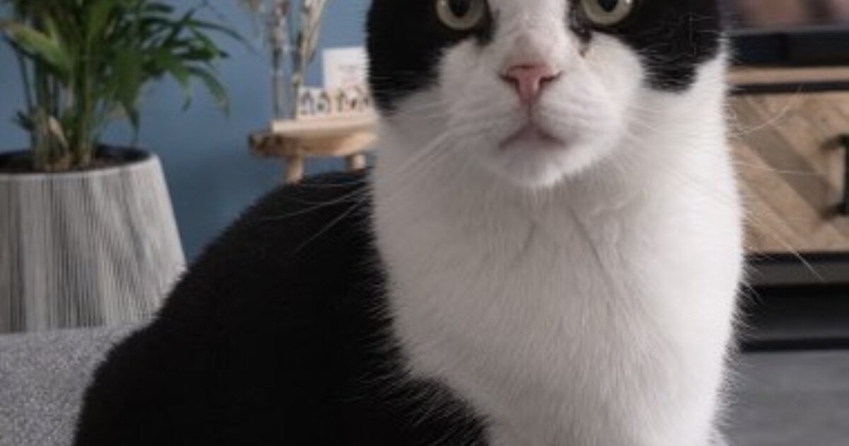 Heb jij Pluis gezien? Dit huisdier wordt in Brunssum vermist | Regio ...