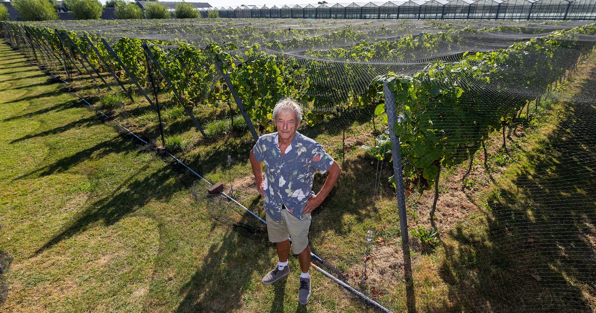 Klagen over de hitte en de droogte? Dat doet Koos juist niet, zijn wijngaard lijkt er van te profite