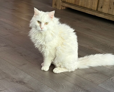 Heb jij Jingles of Loki gezien? Deze twee huisdieren worden in Veldhoven vermist