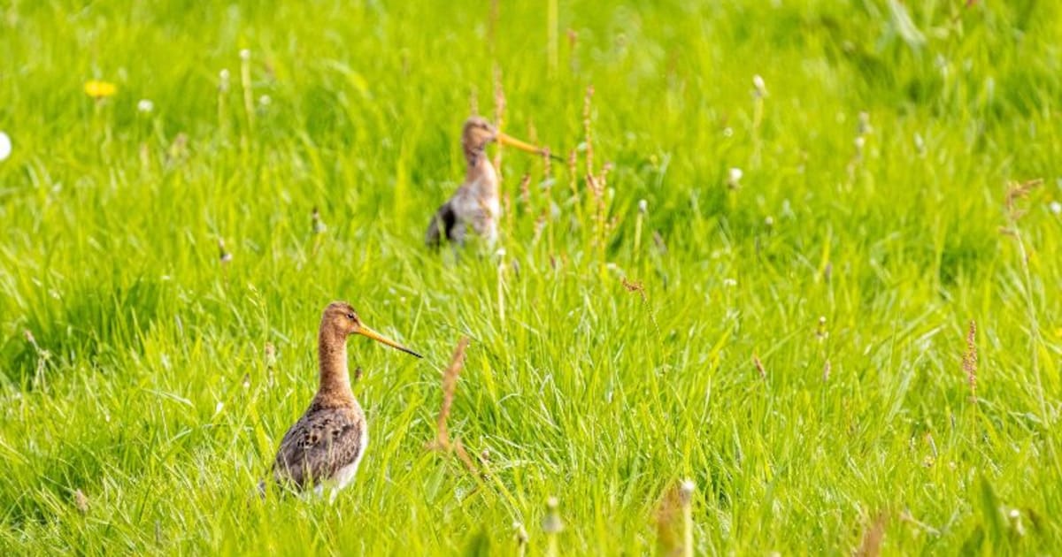 Meer weidevogels in Leiderdorp en Koudekerk door succesvolle pilot Groene Klaver