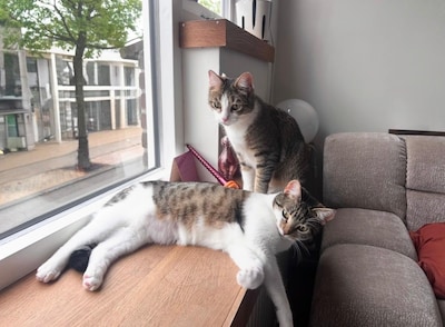 Waar laat je je huisdier tijdens je volgende vakantie? Dit zijn de opties in Apeldoorn