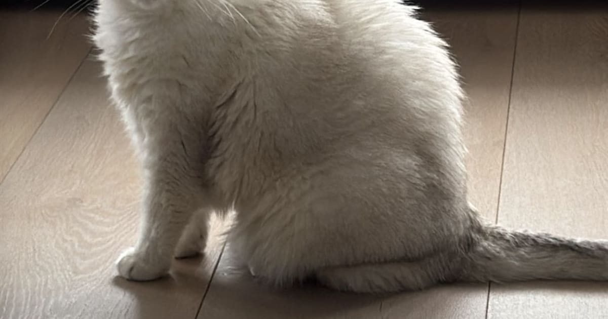 Heb jij Moon gezien? Dit huisdier wordt in Edam-Volendam vermist