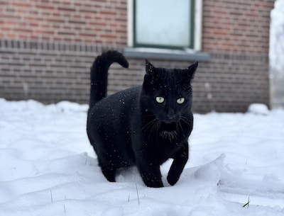 Heb jij Boris, Blackie of Koekie gezien? Deze vier huisdieren worden in Enschede vermist