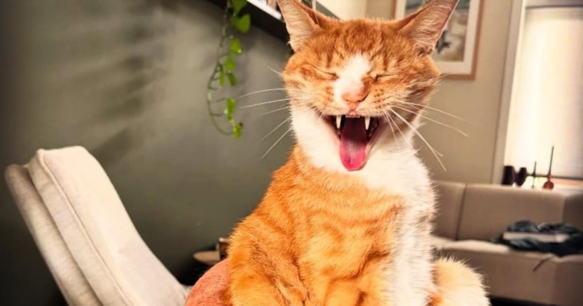 Fluffy fluflu's: deze Woerdense dieren scoren met hun eigen Instagram