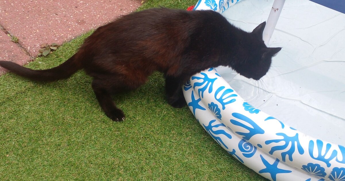 Heb jij Fleur gezien? Dit huisdier wordt in Maassluis vermist